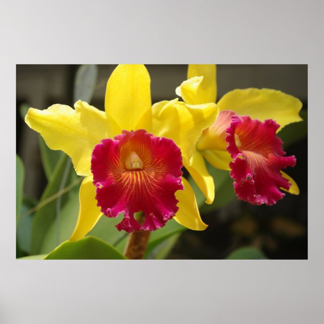 Affiches Cattleya (Devant)