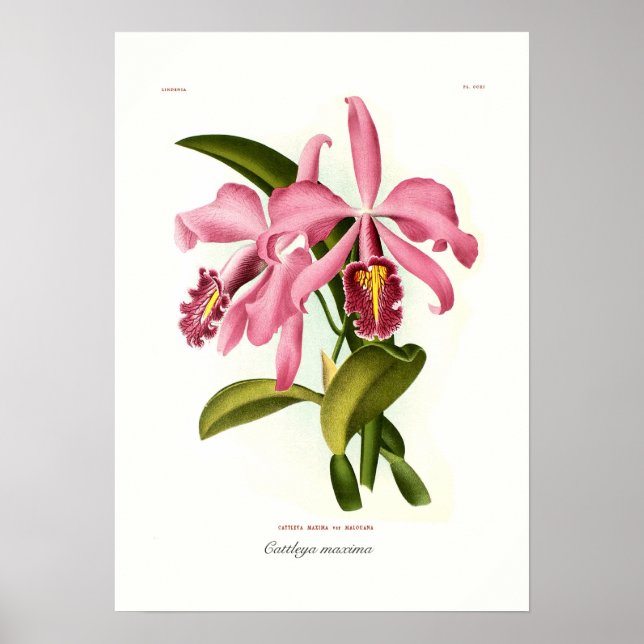 Affiches Cattleya maxima (Devant)