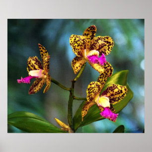 Affiches Cattleya Orchid Art Print -24x20 -other sizes also
