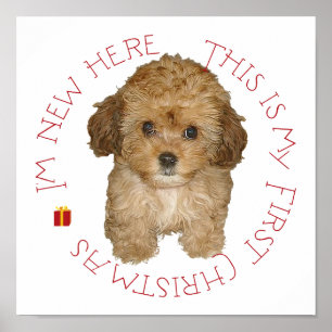 Affiches Cavachon Chiot Premier Noël