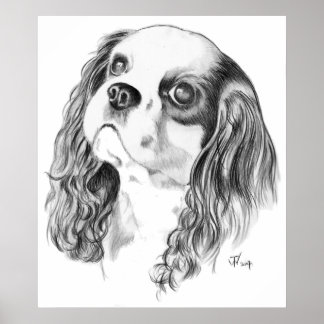 Affiches Cavalier King Charles Spaniel