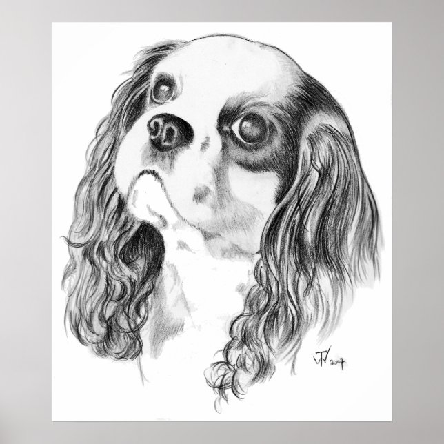 Affiches Cavalier King Charles Spaniel (Devant)