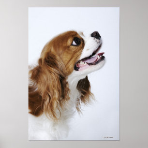 Affiches Cavalier King Charles Spaniel