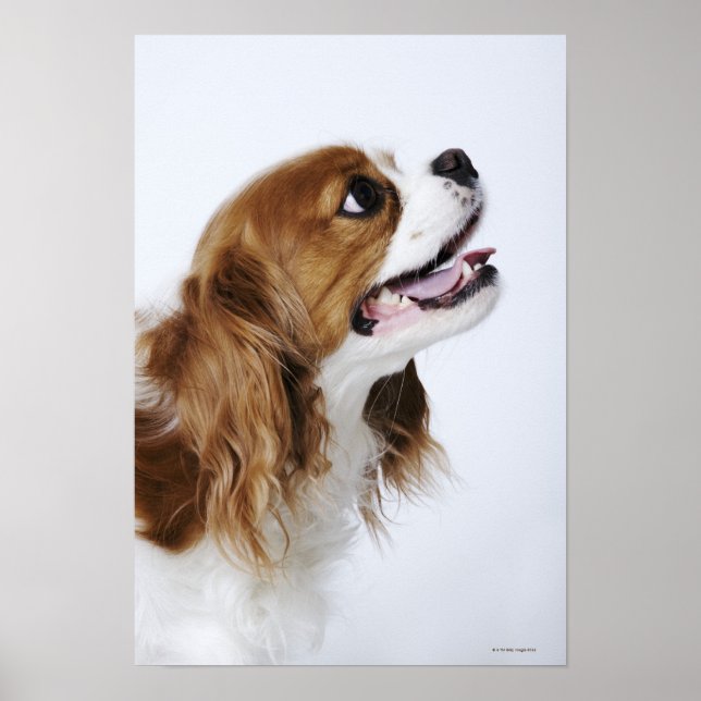 Affiches Cavalier King Charles Spaniel (Devant)