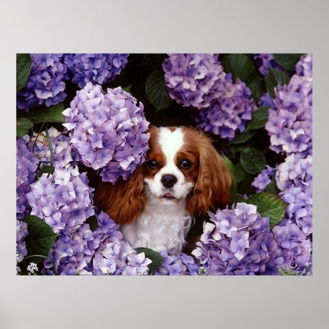Affiches Cavalier King Charles Spaniel Chien (Devant)