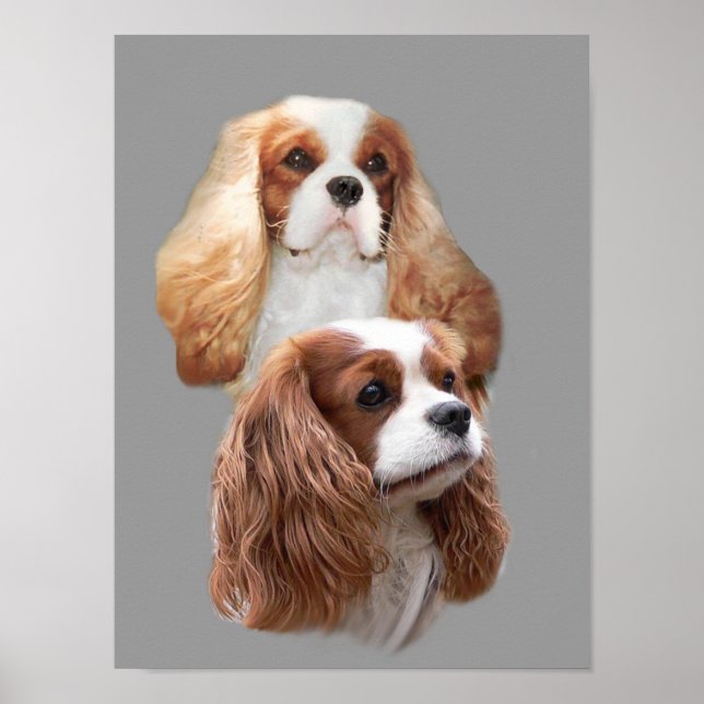 Affiches Cavalier King Charles Spaniel Jolies filles Imprim (Devant)