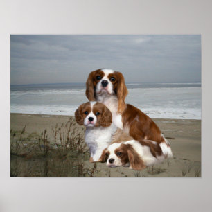 Affiches Cavalier King Charles Spaniel Print