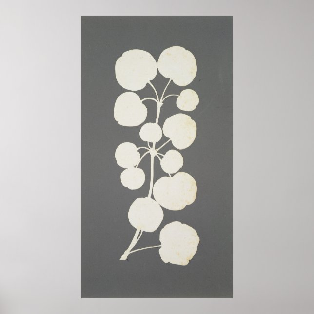 Affiches Cayenne Pepper (Devant)