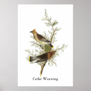Affiches Cèdre à cire, John Audubon