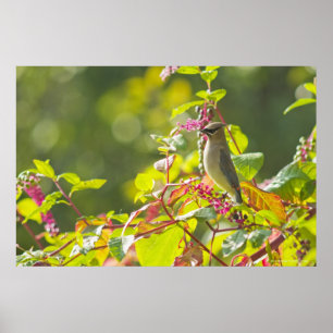 Affiches Cèdre Célestes Et Baies De Poke Sur Un Arbre