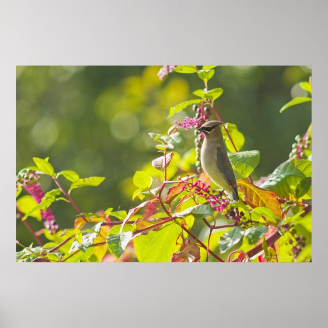 Affiches Cèdre Célestes Et Baies De Poke Sur Un Arbre (Devant)