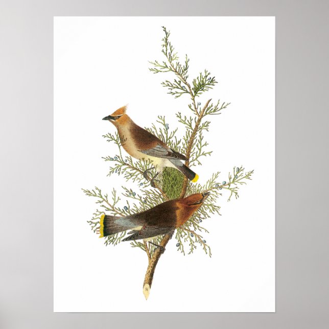 Affiches Cèdre ciré par Audubon (Devant)