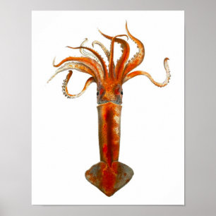 Affiches Cephalopod no 11 Red Squid Sea Life Imprimer
