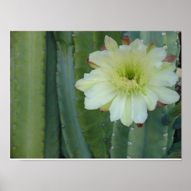 Affiches Cereus Fringe (Devant)
