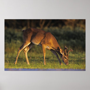 Affiches Cerf à queue blanche, Odocoileus virginianus