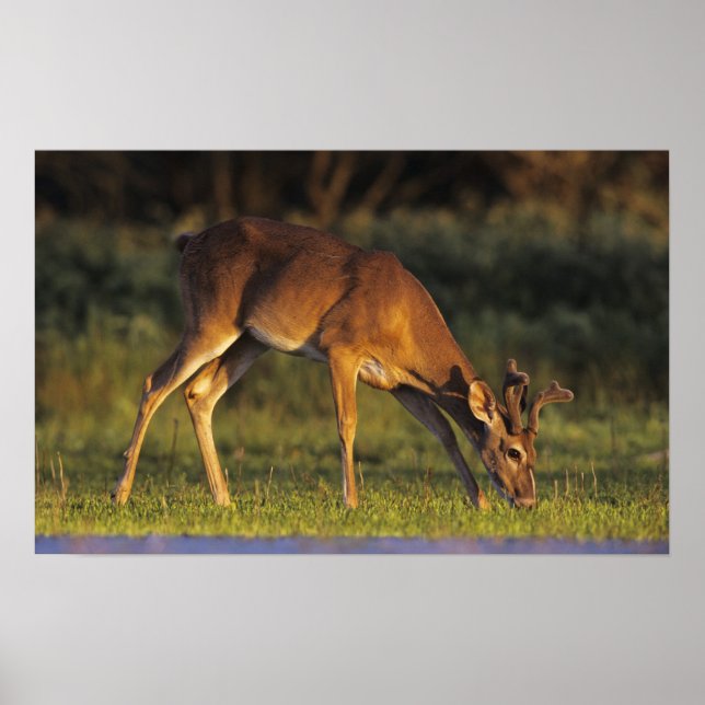 Affiches Cerf à queue blanche, Odocoileus virginianus (Devant)