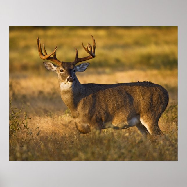 Affiches Cerf à queue blanche (Odocoileus virginianus) adul (Devant)
