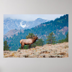 Affiches Cerf (Cervus Elephus) mâle bramant