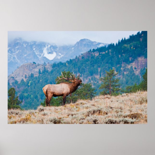 Affiches Cerf (Cervus Elephus) mâle bramant (Devant)
