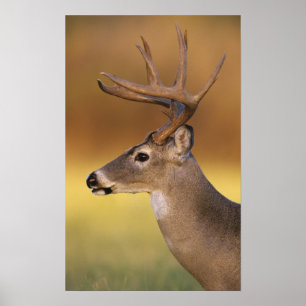 Affiches Cerf de Virginie, Odocoileus virginianus,