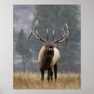 Affiches Cerf élaphe bramant, Parc national de Yellowstone,