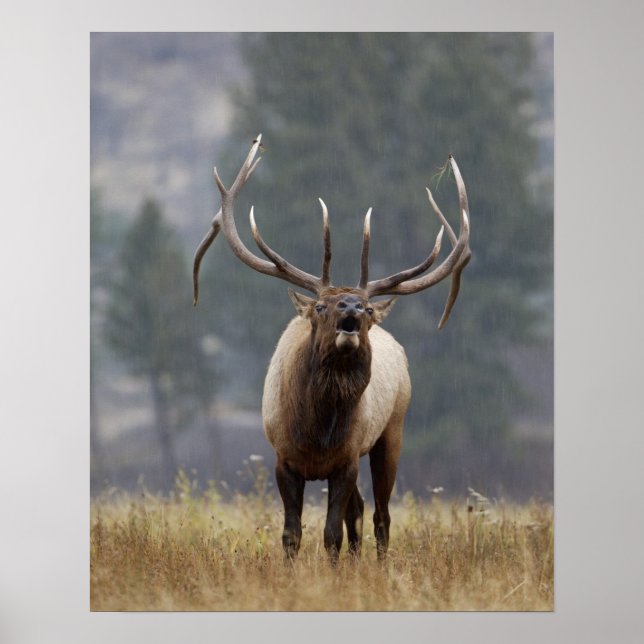 Affiches Cerf élaphe bramant, Parc national de Yellowstone, (Devant)