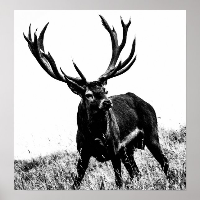 Affiches Cerf en chaleur (Devant)