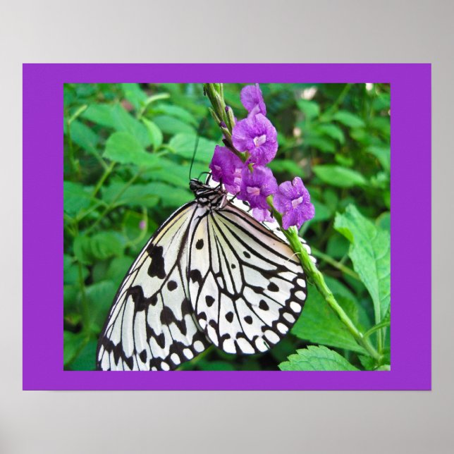 Affiches Cerf-volant en papier sur fleurs violettes (Devant)