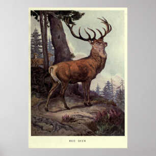 Affiches Cerfs communs rouges vintages Painting (1909)