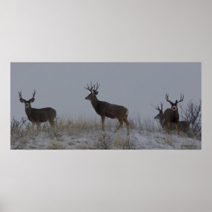 Affiches Cerfs Mulets Mâles D21