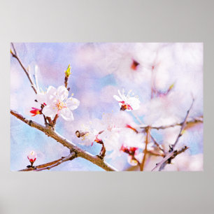 Affiches Cerise Japonaise - Sakura En Fleur
