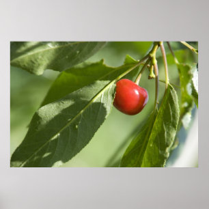 Affiches cerise rouge