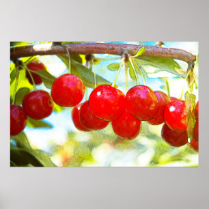Affiches Cerises mûres