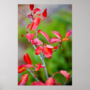 Affiches Cerisier de Virginie (Prunus Virginiana) en automn