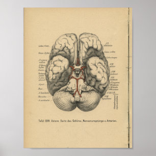 Affiches Cerveau d'impression d'anatomie d'Allemand du cru