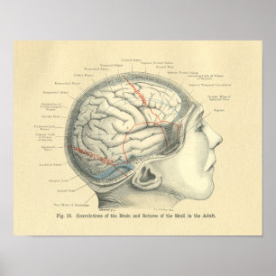 Affiches Cerveau et crâne anatomiques vintages Frohse