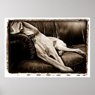 Affiches Cervelet atomique : Succéder le divan