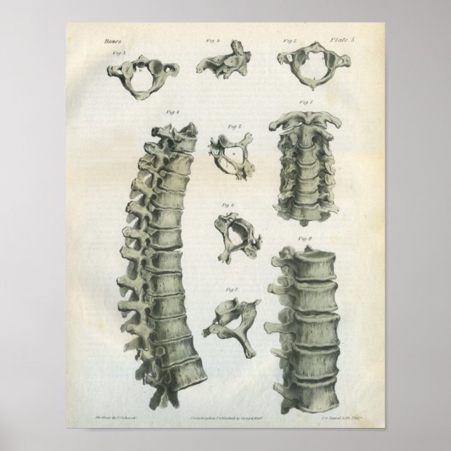 Affiches Cervical and Thoracic Spine Chiropractic (Devant)
