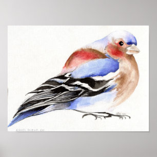 Affiches Chaffinch coloré 2011