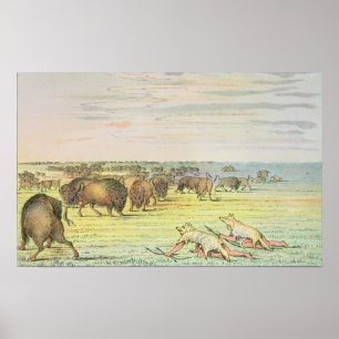 Affiches Chaleur de buffle