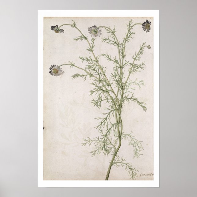 Affiches Chamaemelum nobile Allioni, c.1568 (Devant)