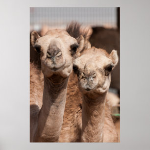Affiches Chameaux au marché de chameau dans Al Ain près d