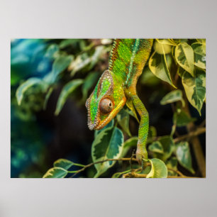 Affiches Chameleon