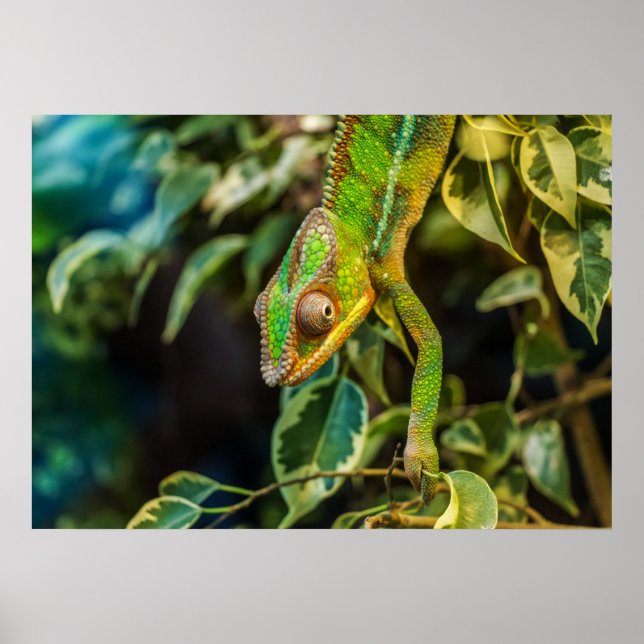 Affiches Chameleon (Devant)