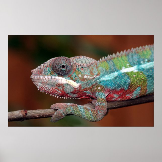 Affiches chameleon (Devant)