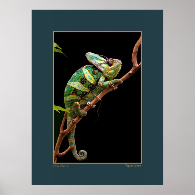 Affiches Chameleon sur Branche (Devant)
