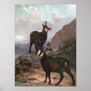 Affiches Chamois par CE Swan, Les chèvres dans les montagne