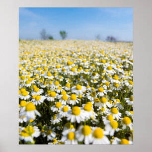 Affiches Champ chamomile, Hongrie