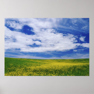 Affiches Champ de fleurs de canola ou de moutarde, Palouse