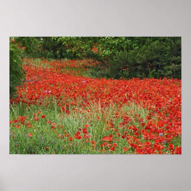 Affiches Champ de fleurs de pavots hybrides plantés le long (Devant)